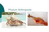 Phylum Arthropodaomarascience.weebly.com/.../2/7/7/4/2774881/arthropoda.pdfPhylum Arthropoda Largest of all phyla (1,000,000+ species) Segmented bodies Jointed appendages Tough exoskeleton