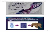 DNA The instructions for life are - Plainview · 2017. 4. 21. · DNA Structure and Replication 2016.notebook 2 April 21, 2017 Feb 264:10 PM •The instructions for life are in a