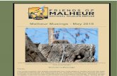 Malheur Musings - May 2019 · 2019-05-05  · Malheur Musings - May 2019 Peek-A-Boo! The Great horned owls at Refuge Headquarters have owlettes. Here, one of at least two young is