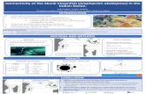 Connectivity of the Skunk Clownfish (Amphiprion ... · MATERIAL AND METHODS Connectivity of the Skunk Clownfish (Amphiprion akallopisos) in the Indian Ocean. Filip Huyghe* & Marc