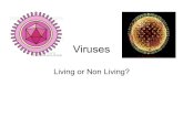 Virusessciencetoat.weebly.com/uploads/2/3/8/0/23803204/viruses...Viruses • viruses are not part of the 6 kingdoms since ---> non-living - outside of cells, virus = lifeless chemical