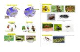 I = Incomplete Metamorphosis C = Complete Metamorphosis ......I = Incomplete Metamorphosis C = Complete Metamorphosis # = # of Wings Squash Bugs (4-I) Green Stink Bug (4-I) Scape Moth