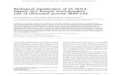 Biological significance of 5S rRNA import into human ...genesdev.cshlp.org/content/25/12/1289.full.pdf · 5S rRNA is not encoded by the mitochondrial genome, and there is no evidence