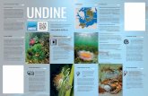 UNDINE€¦ · Ostsee, insbesondere in der Fehmarn-Belt-Region, einem breiten Publikum nahe zu bringen. Von Juli 2012 bis Juni 2015 sind verschiedene Ini a† ven im Bereich Mediengestaltung,