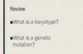Review What is a karyotype? What is a genetic mutation? · Puberty What is puberty? –It is the stage of human development that involves the changes that prepare the human body to