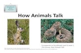QRWP B1 How Animals Talk - Pearson Educationassets.pearsonschool.com/asset_mgr/versions/BA3A4251036B... · 2016. 6. 13. · How Animals Talk Corresponds to QuickReads Level B, book