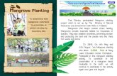 Mangrove Planting - Shimizu Corporation€¦ · Participate in this mangrove planting activity. To contribute to the preservation of a mangrove forest invaluable to the earth, we
