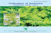 Cultivation of Artemisia...2016/01/15  · Cultivation of Artemisia DMAPR, Boriavi 3 C ontent Forward Preface 1 Name of the plant 7 2 Plant part used in artemisinin / aromatic oil