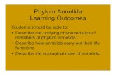 Phylum Annelida Learning Outcomes - Weebly · 2018. 9. 27. · Phylum Annelida Learning Outcomes Students should be able to: • Describe the unifying characteristics of members of