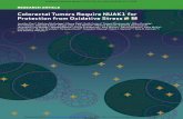 Colorectal Tumors Require NUAK1 for Protection from Oxidative … · Colorectal Tumors Require NUAK1 for Protection from Oxidative Stress Jennifer Port1, Nathiya Muthalagu2, Meera