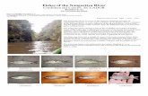 1064 Fishes of the Nangaritza River - Field Guides...The following fishes are a sample of some of the more common fishes of the Nangaritza River, collected by hook and line and cylindrical