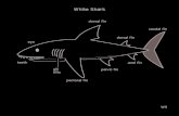 White Shark - APH Tech · White Shark gill slits teeth dorsal fin dorsal fin pectoral fin pelvic fin anal fin caudal fin eye. WSA2 Diet of the White Shark Fish, Rays & Small Prey