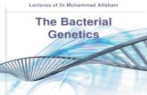The Bacterial Genetics · The Bacterial Genetics Lectures of Dr.Mohammad Alfaham. The Bacterial Genome The Bacterial Genome The Bacterial Genome is the total collection of genes carried
