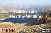 Healthy Soils: Healthy Wildlifeleonriver.tamu.edu/media/1111/healthy-soils_healthy...•Crimson Clover •Alfalfa •Cowpea •Austrian winter pea •Radishes or Turnips •Oats or