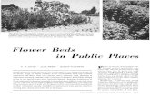 Flower Beds in Public Places of Chrysanthemum morifolium var. Purple Waters, 3 ft tall in May 1965. Flower Beds in Public Places P UBLIC PLANTINGS IN CALIFORNIA con- centrate on trees