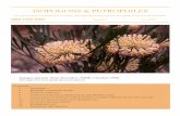 ISOPOGONS & PETROPHILES - ANPSA · 2015. 8. 20. · ISOPOGONS & PETROPHILES The Association of Societies for Growing Australian Plants Isopogon & Petrophile Study Group Newsletter