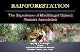 BACKGROUND - Food and Agriculture Organization€¦ · Sa kasalukuyan, ang kabuuan ng aming Rainforestation area na aming inaalagan ay may 40.8 na hektarya . Bignai Malaikmo Calautit
