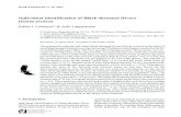 Individual identification of Black-throated Divers Gavia arctica...Individual identification of Black-throated Divers (Gavia arctica)Pekka J. Lehtonen* & Jyrki Lappalainen P.Lehtonen,Toppelundintie5F33,