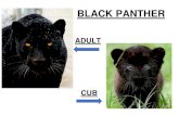 BLACK PANTHER - WordPress.com...BLACK PANTHER ADULT CUB THEY ARE MAMMALS THEY LIVE ALONE IN ASIA AFRICA AMERICA PANTHERS ARE NOT AN ANIMAL GROUP WITH BLACK FUR …