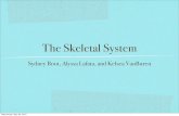 The Skeletal System - SharpSchoolkvillepskms.sharpschool.com/UserFiles/Servers/Server...The axial skeleton includes the skull, the hyoid bone, the vertebral column (spine, sacrum,