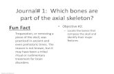 Journal# 1: Which bones are part of the axial skeleton? ... Figure 7.16 Divisions of the Skeleton Axial