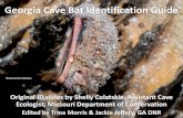 Georgia Cave Bat Identification Guide...[MYLE] • Rarely seen in GA caves. • Distinct black mask. • The smallest bat (about the size or just smaller than a Tri-Colored Bat). •