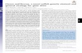 Cleave and Rescue, a novel selfish genetic element and general … · 2020. 8. 27. · Cleave and Rescue, a novel selfish genetic element and general strategy for gene drive Georg