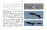 2007 review The first three weeks of the month were · Vulture - Sandling (Chris Philpott) The first three weeks of the month were dominated by westerly winds, when most days saw