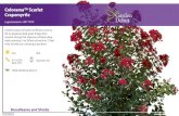 Colorama™ Scarlet Crapemyrtle - Garden DebutColorama™ Scarlet Crapemyrtle Lagerstroemia x 'JM1' PPAF Colorful masses of scarlet-red ﬂowers come to life on gorgeous deep green