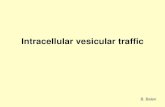 Intracellular vesicular traffic - unizg.hr › _download › repository › 7...Intracellular compartments of eukaryotic cell involved in vesicular transport each compartment encloses