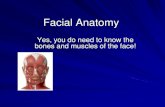 Facial Anatomy...Levator Labii Superioris –Elevates upper lip –Innervation Buccal branches of Facial nerve Muscles of Facial Expression Depressor Labii Inferioris –Depresses