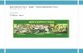 BRYOPHYTES AND TRACHEOPHYTES › ... › 2016 › 04 › notes-Chapter-6.docx · Web viewThe word bryophyte refers to a group of plants comprising the ... Anthocerotae (Anthocertopsida=