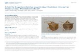 A Stink Bug Euschistus quadrator Rolston (Insecta: Hemiptera: Pentatomidae) · 2020. 12. 7. · EENY-523 A Stink Bug Euschistus quadrator Rolston (Insecta: Hemiptera: Pentatomidae)1
