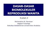 DASAR-DASAR BIOMOLEKULER REPRODUKSI WANITArepository.unand.ac.id/23121/3/2. Dasar2 Biomolekuler...3. Packaging/ spermiogenesis: physically reshaping/ remodeling ± 64 days, from spermatogonium