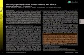Three-dimensional bioprinting of thick vascularized tissues...2016/03/02  · Three-dimensional bioprinting of thick vascularized tissues David B. Koleskya,1, Kimberly A. Homana,1,