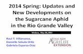 2014 Spring: Updates and New Developments on the ...nueces.agrilife.org/files/2014/05/SCA-Spring-update...2014 Spring: Updates and New Developments on the Sugarcane Aphid in the Rio