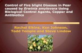 Rachel Elkins, Ken Johnson, Todd Temple and Steve Lindow...Control of Fire blight Disease in Pear caused by Erwinia amylovora Using Biological Control Agents, Copper and Antibiotics