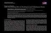 Research Article miR-1322 Binding Sites in Paralogous and ...Research Article miR-1322 Binding Sites in Paralogous and Orthologous Genes RaigulNiyazova,OlgaBerillo,SharaAtambayeva,AnnaPyrkova,