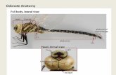 Odonate Anatomy 2015 Jackson Bottom... · 2015. 8. 26. · Dragonfly Families: Darners (Aeshnidae) Common Green Darner (Anax junius) • Very large eyes meet at a long seam • Relatively