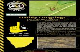 African Snakebite Institute...Harmless Daddy Long-legs (Fami/y Pho/cidae) Maximum size 20 - 80 mm A common spider in the house, shed or garage. They are small spiders with very long