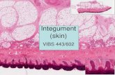 Integument - Texas A&M College of Veterinary Medicine & … · 2020. 4. 21. · Integument (skin) VIBS 443/602 . Functions of skin PROTECTS AGAINST INJURY AND DESICCATION MAINTENANCE