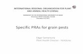 Specific PRAs grain pests - IPPC · 2020. 12. 16. · INTERNATIONAL REGIONAL ORGANIZATION FOR PLANT AND ANIMAL HEALTH(OIRSA) WORKSHOP ON THE INTERNATIONAL MOVEMENT OF GRAIN Vancouver