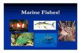 Marine Fishes! - Weebly · 2018. 9. 6. · Kingdom Animalia Phylum Chordata 3 Classes: Agnatha Chondrichthyes Osteichthyes. Class Agnatha “Jawless” (no hinged jaw) Cartilaginous