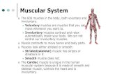 Muscular System - Paulding County School District...Muscular System The 600 muscles in the body, both voluntary and involuntary. Voluntary muscles are muscles that you can move whenever
