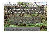 A preview of images from the Azorean endemic beetle species...A preview of images from the Azorean endemic beetle species By Enésima Mendonça & Paulo Borges How to cite / Como citar: