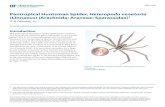 Pantropical Huntsman Spider, Heteropoda venatoria (Linnaeus) … · 2020. 10. 23. · Pantropical Huntsman Spider, Heteropoda venatoria (Linnaeus) (Arachnida: Araneae: Sparassidae)