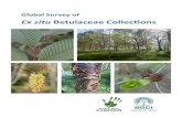 Ex situ Betulaceae Collections - BGCI · 2019. 4. 10. · Global Survey of Ex situ Betulaceae Collections By Emily Beech, Kirsty Shaw and Meirion Jones June 2015 . Recommended citation: