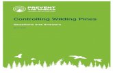Controlling Wilding Pines · 2020. 4. 17. · Wilding Pines – Questions and Answers Ponderosa pine (Pinus ponderosa) Scots pine (Pinus sylvestris) Bishop pine (Pinus muricata) Radiata