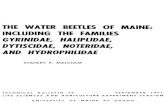 THE WATER BEETLE OF MAINES: INCLUDING THE FAMILIES ...library.umaine.edu/MaineAES/TechnicalBulletin/tb48.pdf · Most determinations of species were made using a Bausch and Lomb Stereozoom