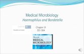 Medical Microbiology Haemophilus and Bordetella Bordetella pertussis, the cause of whooping cough. Bordetella